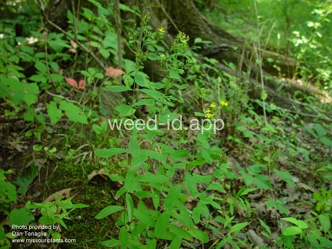St. Johnswort, spotted
